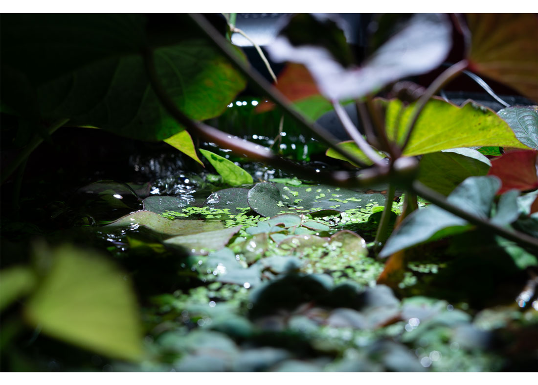 Little-Water-Jungle