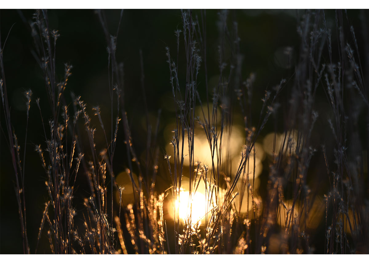 Warm-Sun-Grass
